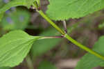 Showy skullcap